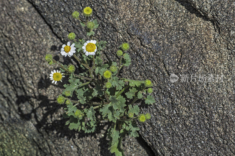 埃默里的岩石雏菊，Perityle emoryi，约书亚树国家公园，加利福尼亚州，莫哈韦沙漠